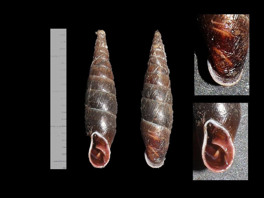 Clausiliidae dai Simbruini 6